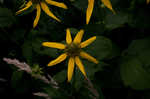 Cutleaf coneflower